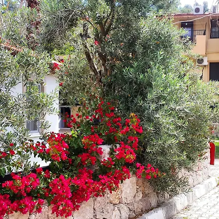Bed and Breakfast Flower Πάταρα
